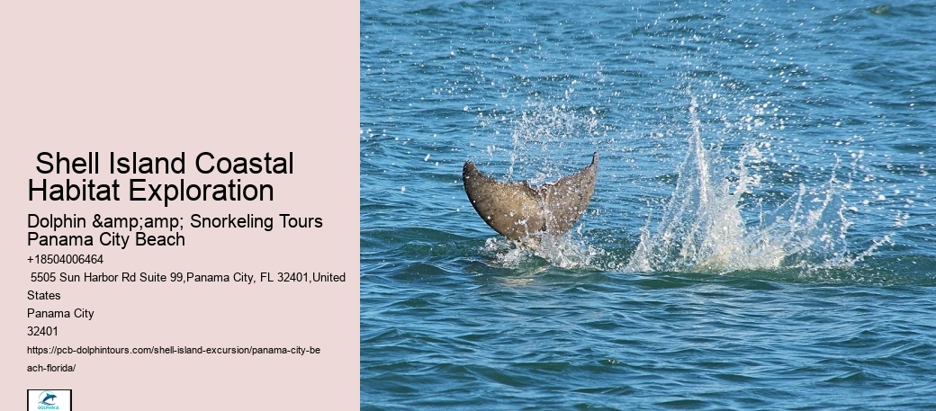  About Shell Island & Dolphins