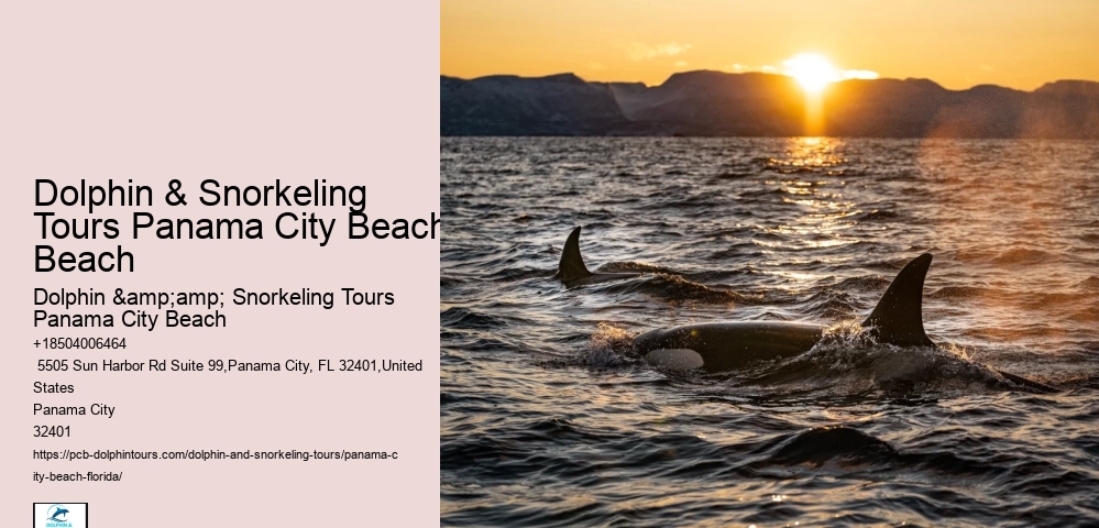 Dolphin Tours