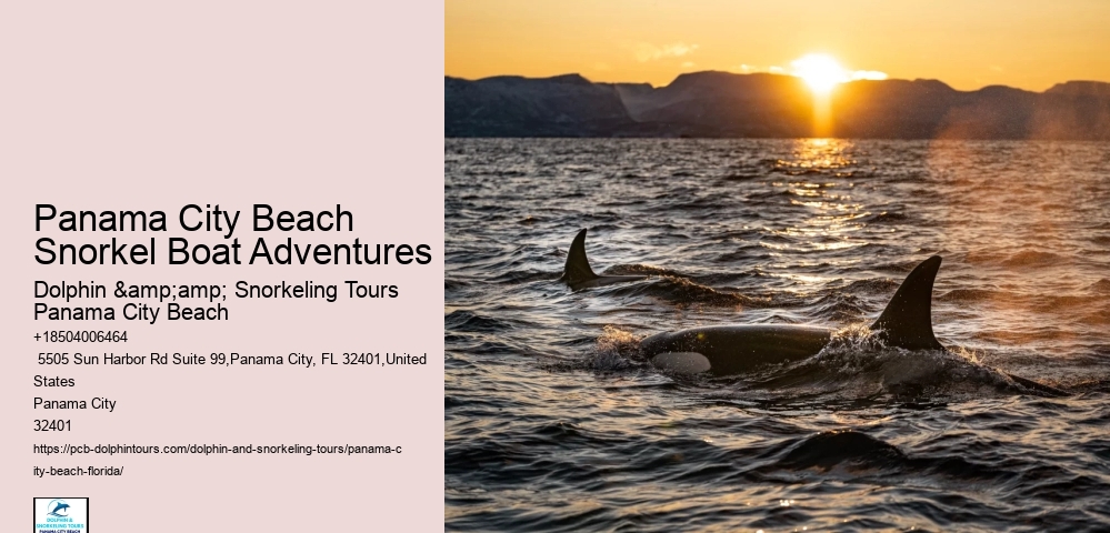 What Marine Ecosystems Are Explored During Snorkeling Tours In Panama City Beach