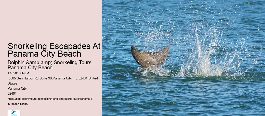 Snorkeling Charters Departing From Panama City Beach
