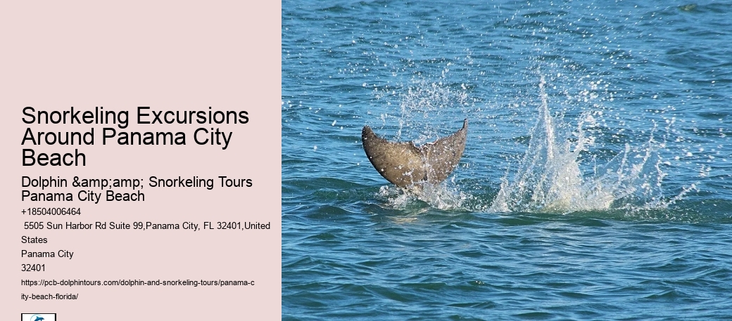 Panama City Beach Dolphin