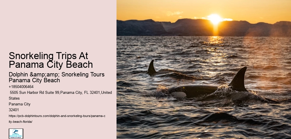 Panama City Beach Snorkeling Tours Anna Maria Island